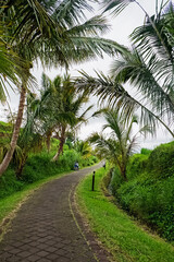 Fototapeta na wymiar Trail with stones with coconut palms on the sides