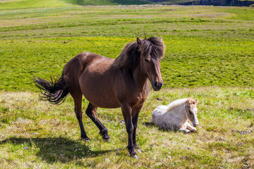 Fototapeta premium Beautifu Icelandic horses graze