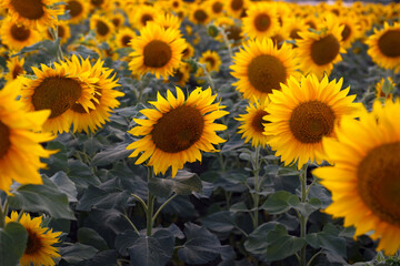 sunflower flowers at the evening field