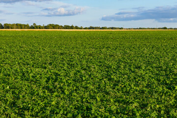 Fototapeta na wymiar Resmo, Oland, Sweden A field of potatoes.