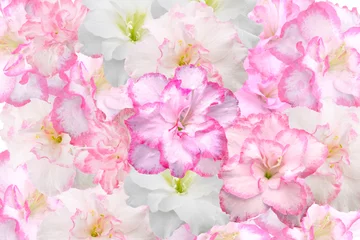 Fototapeten Azalee pink and white azalea flowers background  © Elena Umyskova