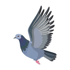 Pigeon vector icon.Cartoon vector icon isolated on white background pigeon.