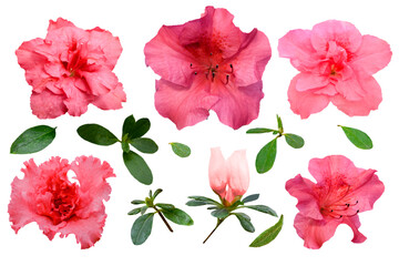 set of red and pink azalea flowers isolated on white