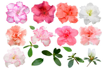 set of red, pink and white azalea flowers isolated on white