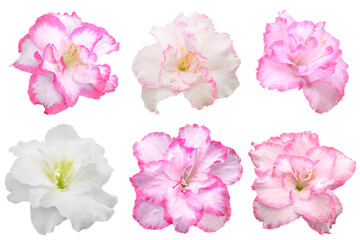 set of pink and white azalea flowers isolated on white