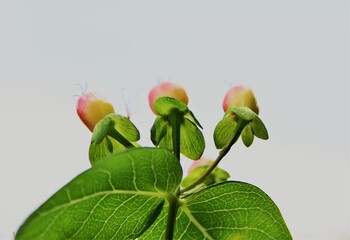 Red berries of the Hypericum plant