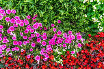 Background material of flowers and plants wall..