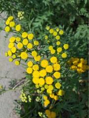 yellow flower in the garden