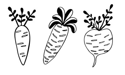 Vector doodle illustration of carrots and turnip. Hand drawn healthy farm vegetables isolated on white background. Organic veggie grown in the garden.