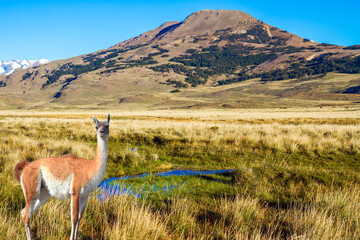  Guanaco is a cloven-hoofed mammal