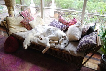White and grey Russian borzoi dog on the couch by the window in the vintage house