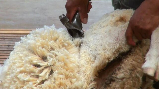 Sheep shearing - Traditional - Sheep shearing is the process by which the woollen fleece of a sheep is cut off Patagonia - Argentina