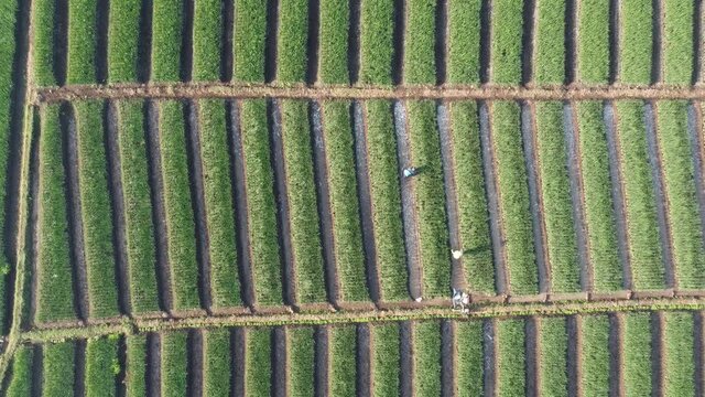 top view of the onion field that forms the pattern