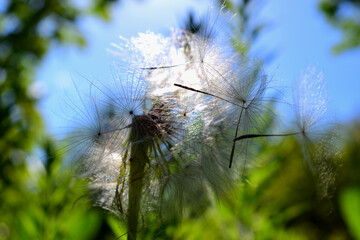 
background with small delicate dandelion close-up
