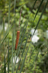 Standing Alone. A single brown cattail stalk surrounded by long slender leaves against a soft blurred green foliage background on a warm summer day.
