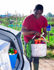 Fototapeta premium Positive african american puts basket with ripe vegetables in car trunk
