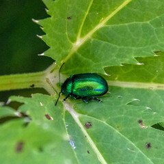 Insectes sur une fleur
