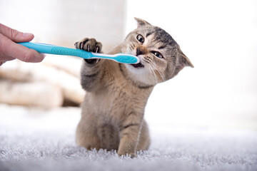 British kitten and a toothbrush. The cat is brushing his teeth © Natallia