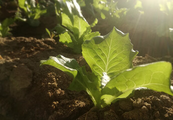 Basic food product in subsistence agriculture. Small lettuce sown in the orchard. Young and healthy...