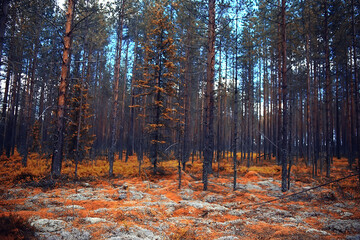 autumn forest landscape / yellow forest, trees and leaves October landscape in the park