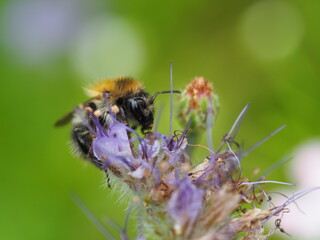Honigbiene sammelt Nektar auf Bienenweide (Phacelia tanacetifolia)