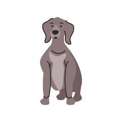 Fototapeta premium cute pet dog on white background