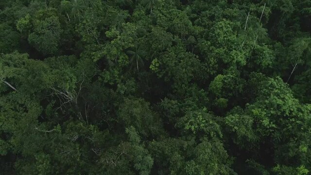 Jungle aerial view, revealing tribe houses in the Amazon Jungle