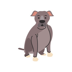 cute pet dog on white background