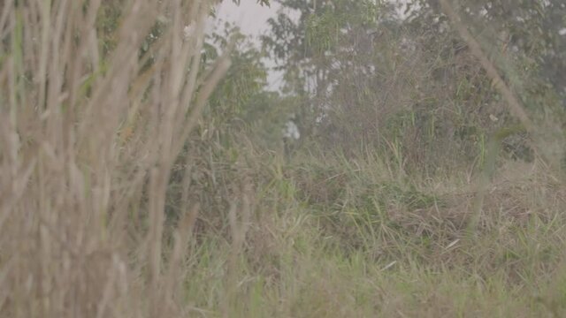 Maned wolf appearing inside Cerrado grassland in Brazil, raw video