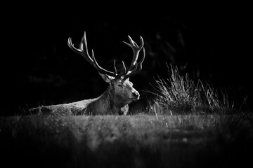 Un cerf élaphe assis dans une plaine