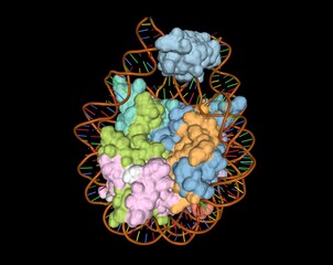 Crystal structure of chromatosome, DNA-histone complex, 3D combined surface and cartoon model,...
