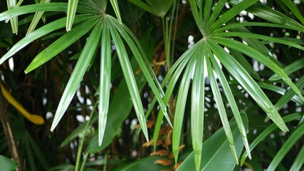 Blurred close up, bright juicy exotic tropical jungle leaves texture backdrop, copyspace. Lush foliage in garden. Abstract natural dark green vegetation background pattern, wild summer rain forest.