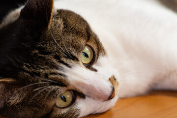 見つめる猫　　キジトラ猫