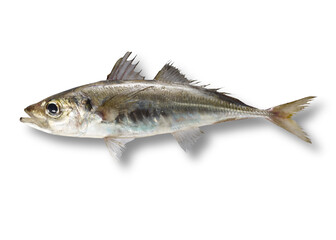 Sardine isolated on white background