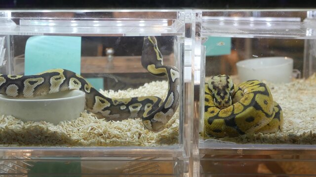 Captive bred snakes for sale. Small plastic boxes with captive bred ball pythons of various morphs placed on stall on Chatuchak Market in Bangkok, Thailand