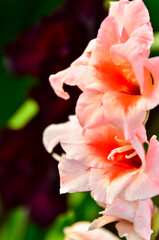 Obraz na płótnie Canvas single, pink vibrant gladiola, closeup in a field, like a garland at the side of the picture