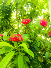 Ixora flowers in onam with green leaves from a lower angle.