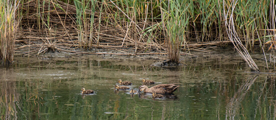 カルガモの親子