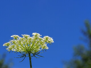 Wilde Möhre (Daucus carota) streckt sich dem blauen Himmel entgegen