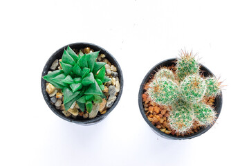 Various of small cantus tree planted in a pot on white background.