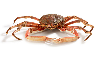 Spidercrab on white background