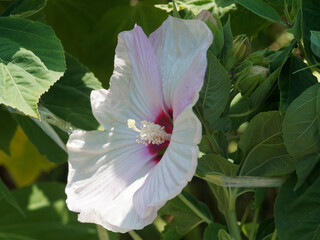 (Hibiscus moscheutos) Close up on big, showy flower of swamp rose-mallow with creamy white petals...