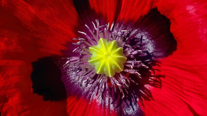 Oriental poppy with red petals fully open in soft sunshine