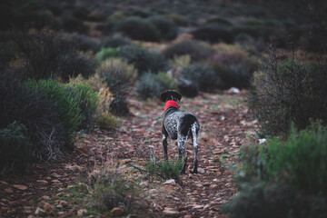 Dog with a red collar standing on a rocky pathway