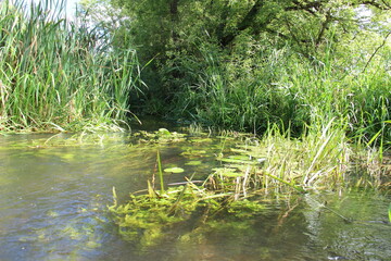 green grass in the pond