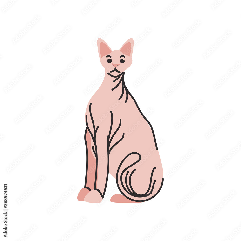 Wall mural cute domestic cat on white background