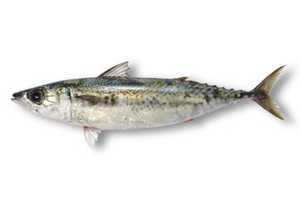 Blue fish isolated on white background