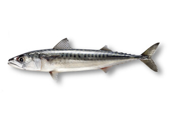 Mackerel fish isolated on white background