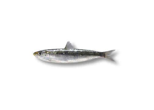 Blue fish called Parrocha on white background