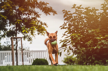 Small brown dog playing with ball. Dog running with orange ball. Dog playing toy. Dog with ball.